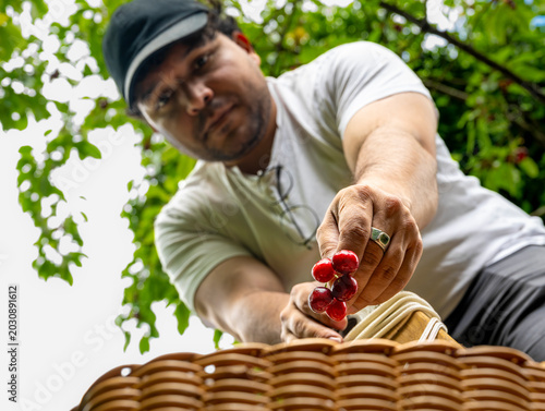 Canvas-taulu Low angle portrait of person presenting freshly picked organic cherries above wi