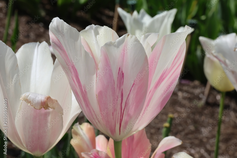 Fototapeta premium Tulipa. Close up tulip flower with pointed petals, white flowers with pink blush. 