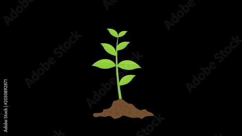 Green Seedling Sprout Growing from Soil on transparent background
