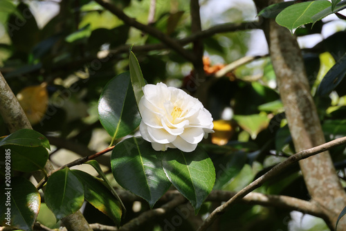 Photography Camellia japonica 'Shiragiku'