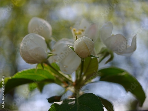 Close-up of beautiful white apple blossoms in spring. Macro shot of apple tree flowers with soft bokeh background.