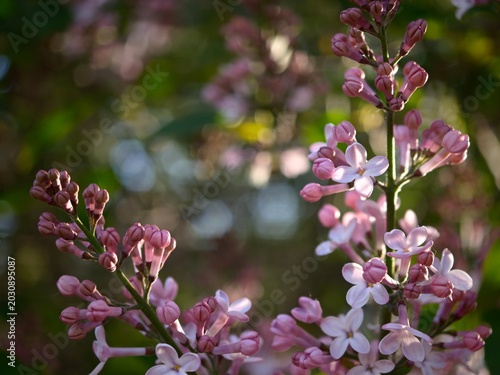 Close-up of purple lilac flowers in spring. Macro shot of fresh lilac blossoms on a branch. Beautiful blooming purple lilac in the garden