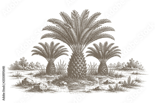 Tableau sur toile Hand drawn swamp sago palm trees vector illustration, detailed vintage wetland pond landscape sketch engraving style asset for tropical nature design