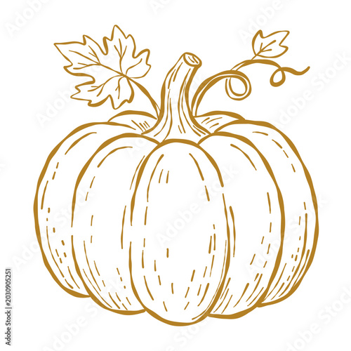 Golden pumpkin lineart for autumn. Harvest vector illustration sketch. Simple seasonal fall food icon.