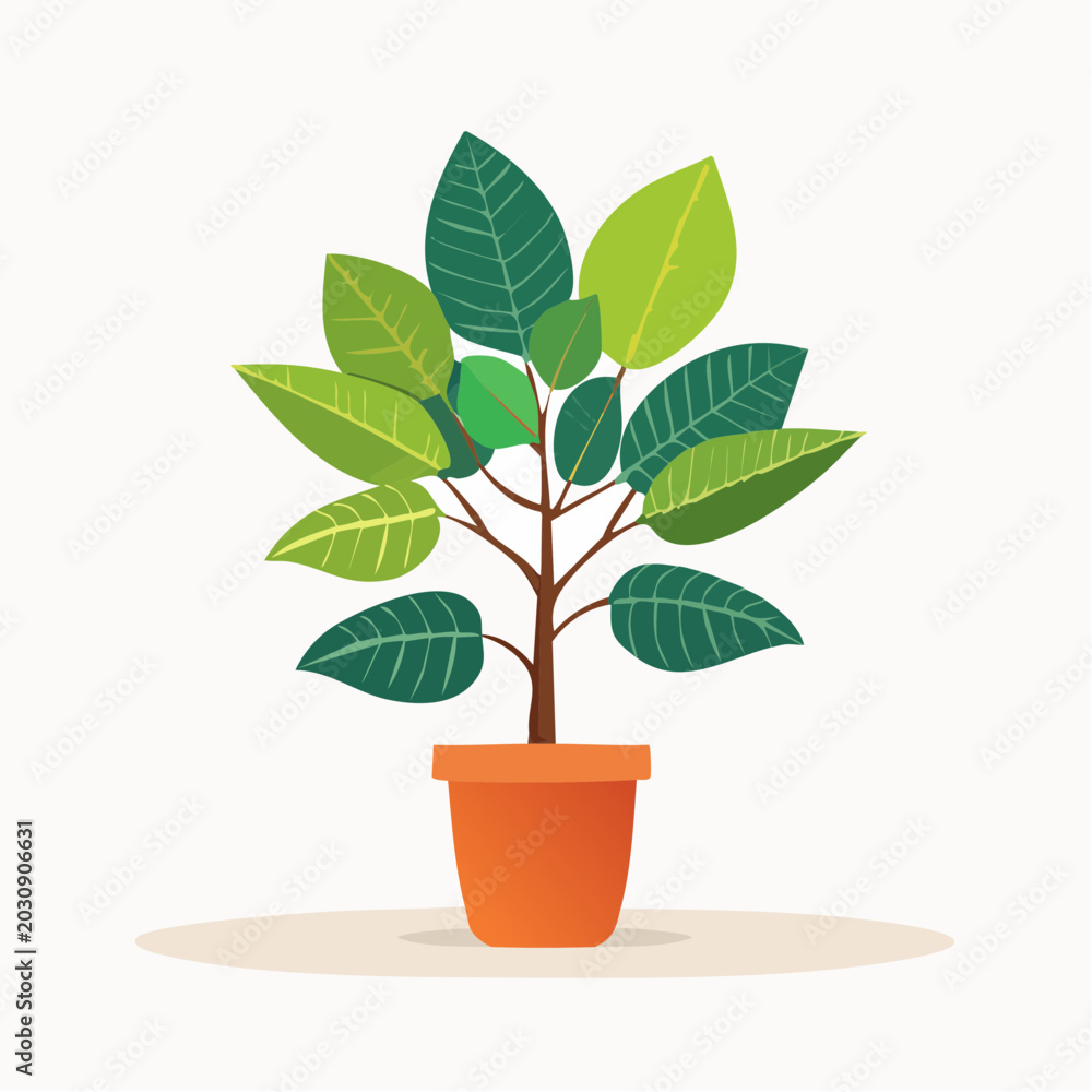 Obraz premium Ficus Benjamini als Vektor