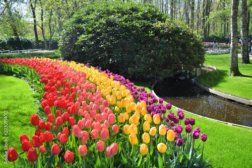 Colorful tulip flowers blooming in Keukenhof garden in Netherlands. Beautiful spring garden park landscape. Water stream and trees.