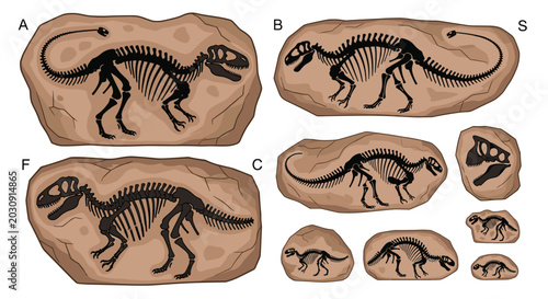 Detailed prehistoric dinosaur skeletons and fossils embedded in rock formations for paleontology and science education.