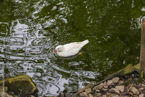 Albino Mandarin Duck (Aix galericulata) Swimming on Water
