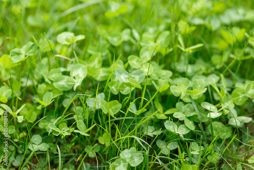 Green Clover Leaves Background in Summer Grass