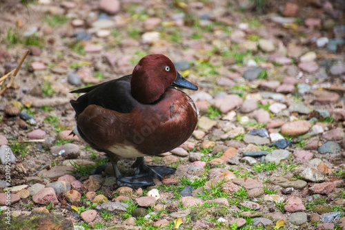Ferruginous Duck (Aythya nyroca) Standing on Rocks