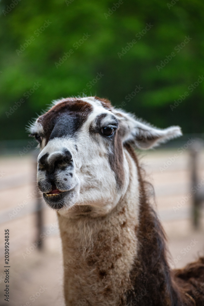 Fototapeta premium Llama Portrait Looking Calmly at the Camera