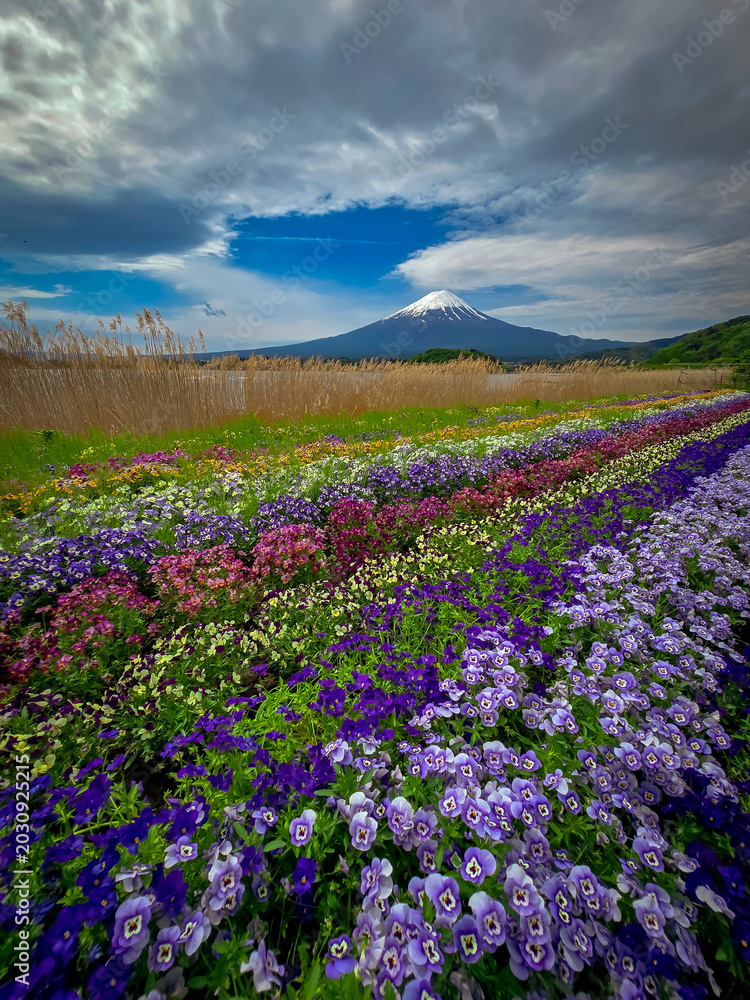 Obraz premium Majestic Mount Fuji with Colorful Spring Flower Field and Dramatic Sky in Japan