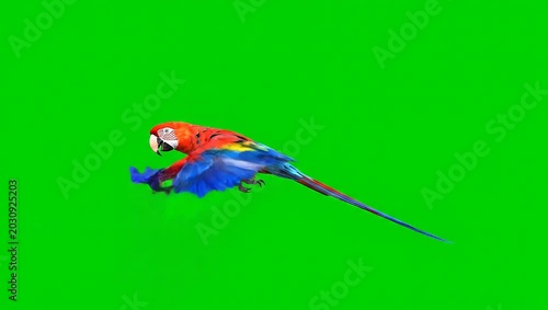 Scarlet Macaw Parrot Flying on Green Screen Chroma Key Background.