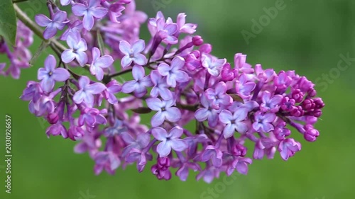 Beautiful lilac flowers bloom in the spring garden.