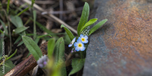 Foto Horizontal banner crop of delicate myosotis flowers blooming in rugged rocky ter