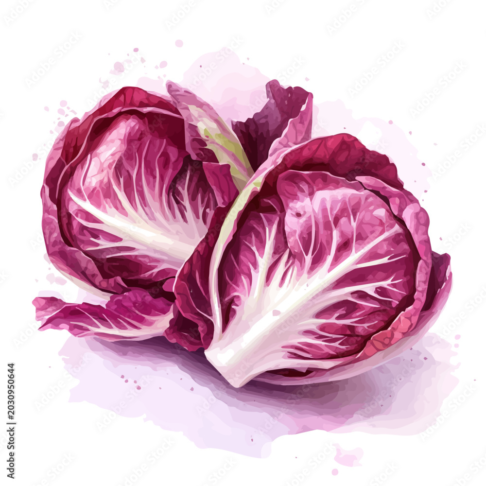 Obraz premium Radicchio watercolor painting, semi-realistic fantasy illustration, gentle magical details, isolated on white