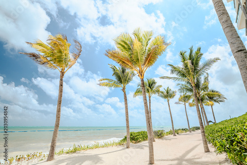 Tropical palm trees on a white sand beach at a luxury resort in Cancun. Beautiful scenic view of blue sky and Caribbean sea coast, Mexico.