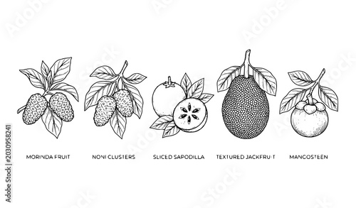 Tableau sur toile Hand drawn tropical fruit vector illustration set with morinda noni and mangoste