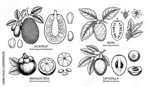 Photos Botanical tropical fruit sketch vector collection with jackfruit mangosteen and