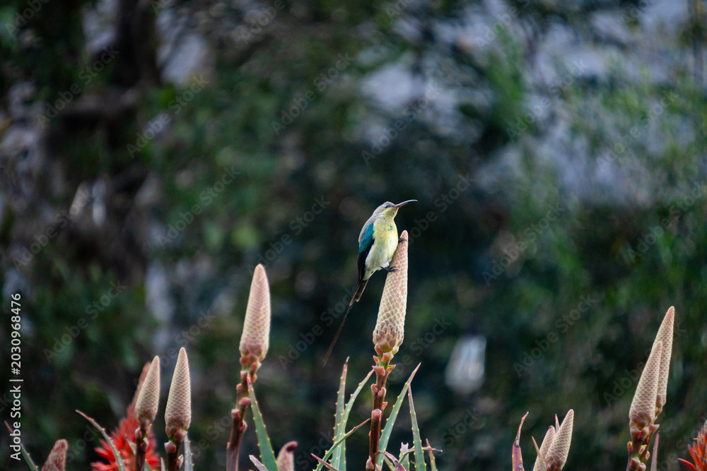 Fototapeta premium Oiseau dans la montagne d'afrique du Sud