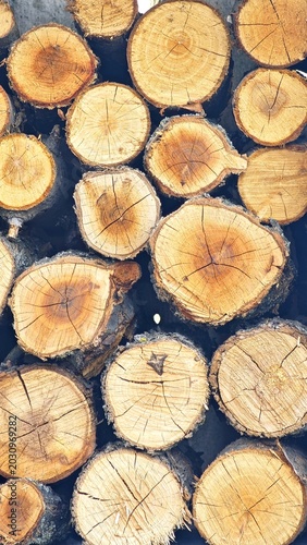 A collection of cut tree logs arranged in a circular pattern. The logs display various shades of brown and show growth rings and textures.