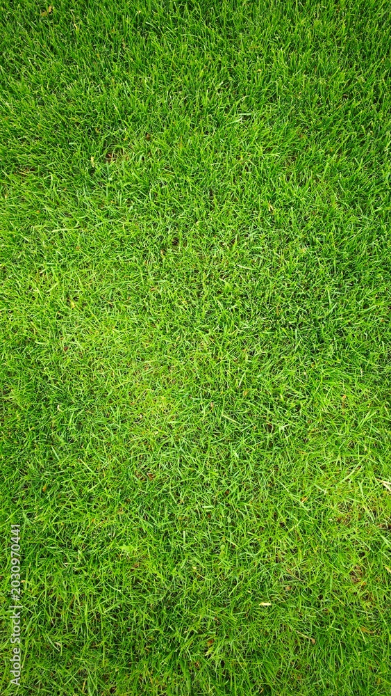Fototapeta premium Close-up view of lush green grass with a vibrant texture. The grass is healthy and well-maintained, showcasing a rich green color.