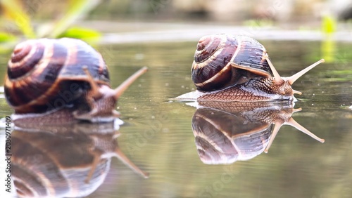 Schilderij op canvas Two brown garden snails crawl on a reflective surface near green foliage