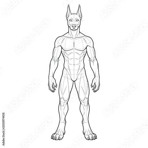 Hand drawn ink line art of muscular male doberman anthropomorphic furry base front view isolated.
