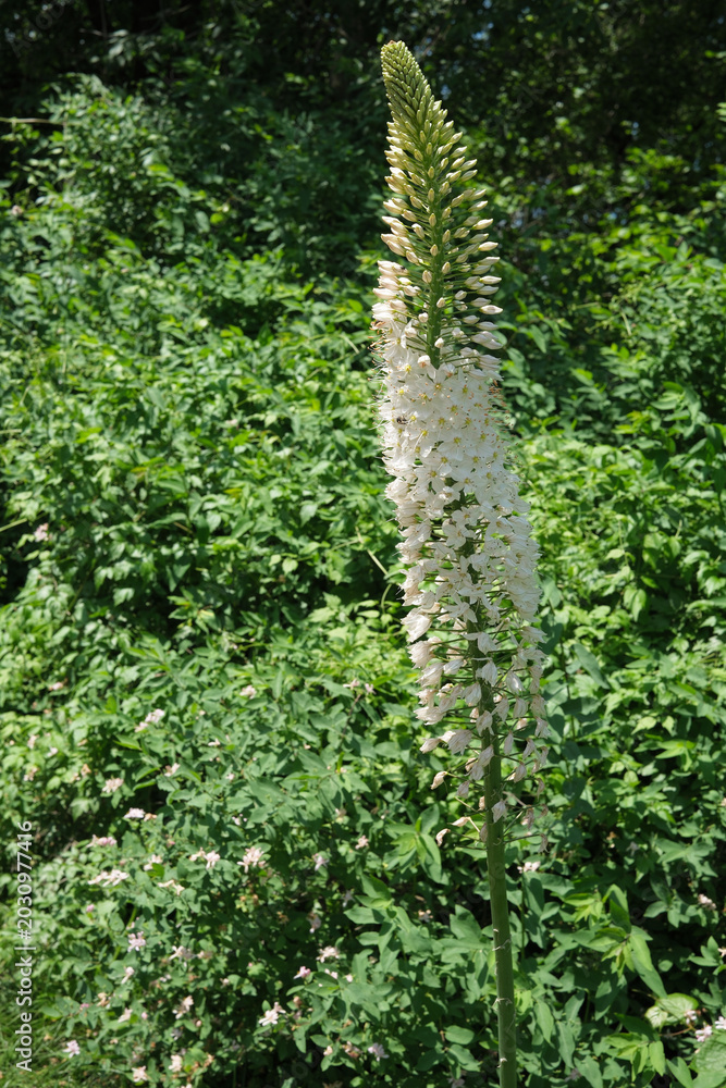 Fototapeta premium Stunning white flower blooms amid lush green background in summer