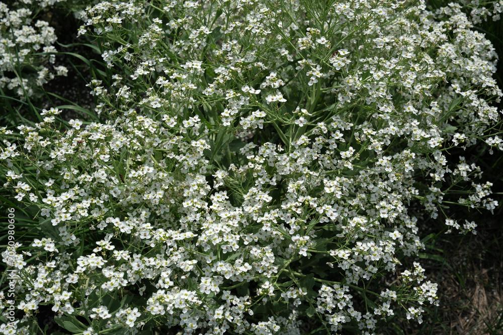 Fototapeta premium Delicate white flowers blooming in a sunlit garden during springtime