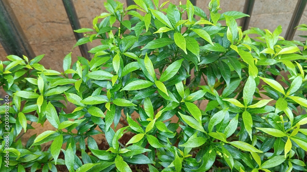 Obraz premium green leaves background