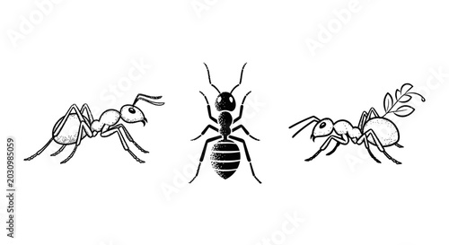 Detailed black and white illustration of three ants carrying objects.