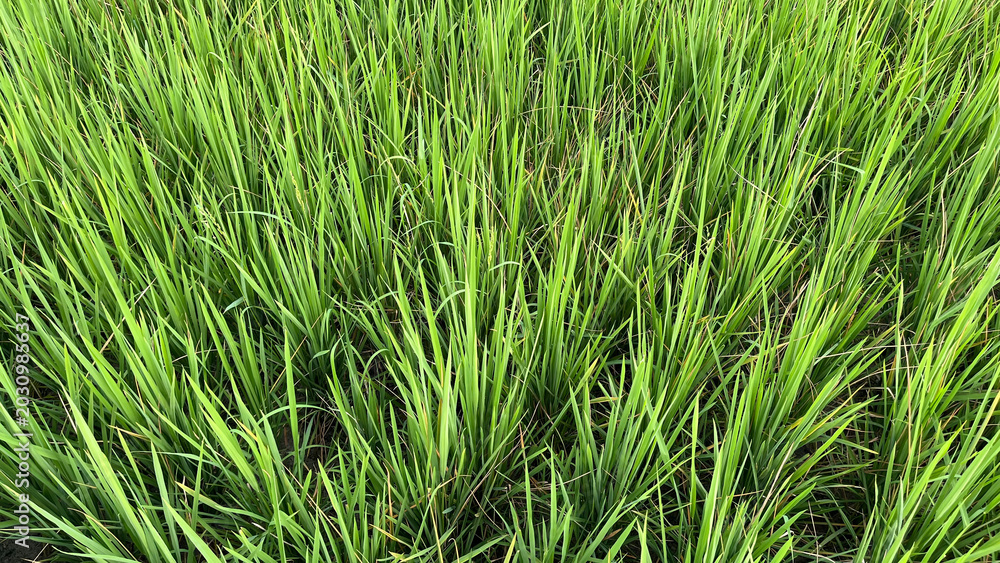 Fototapeta premium Close up of healthy green rice grass growing in agricultural field