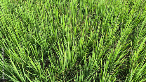 Bild auf Leinwand Close up of healthy green rice grass growing in agricultural field