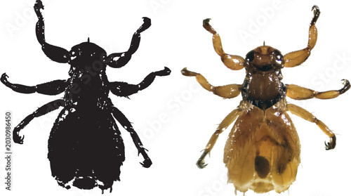 Schilderij op canvas Black silhouette and color vector of a deer ked (louse fly), Lipoptena species without wings