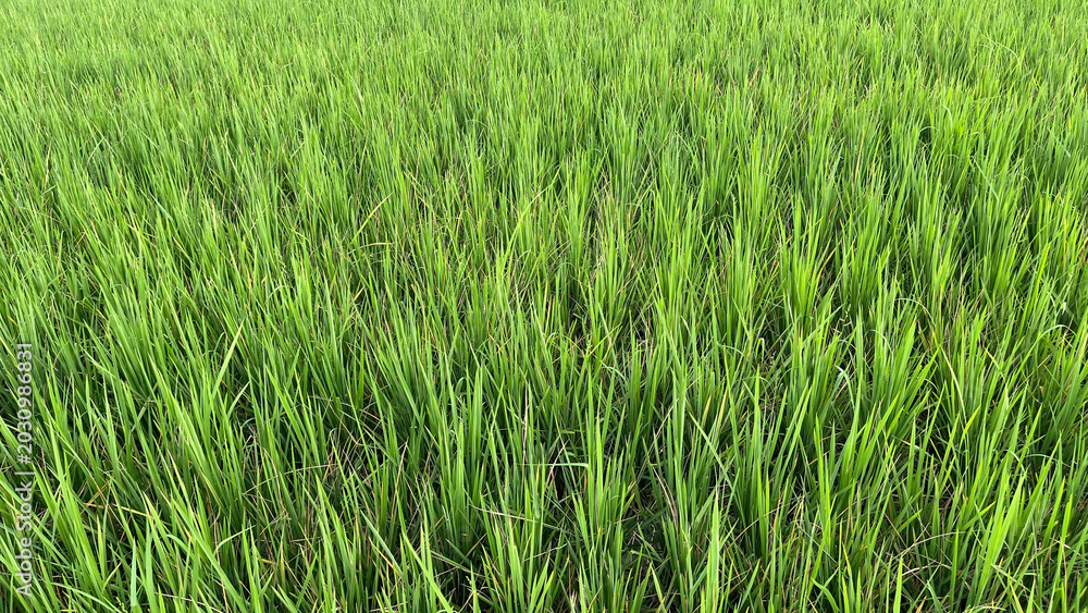 Obraz premium Full frame texture of lush green rice plants in the field