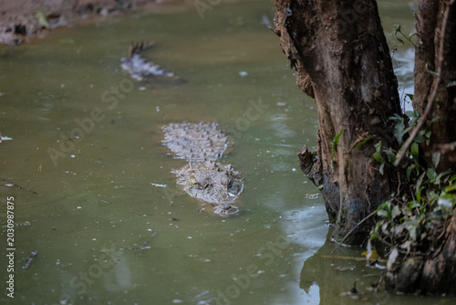 Obraz na plátně Crocodile (Crocodylidae) swimming at water body in  forest.