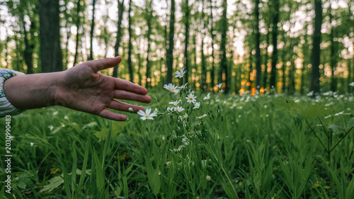 Bild auf Leinwand Gentle hand reaching towards delicate flowers in a serene forest setting