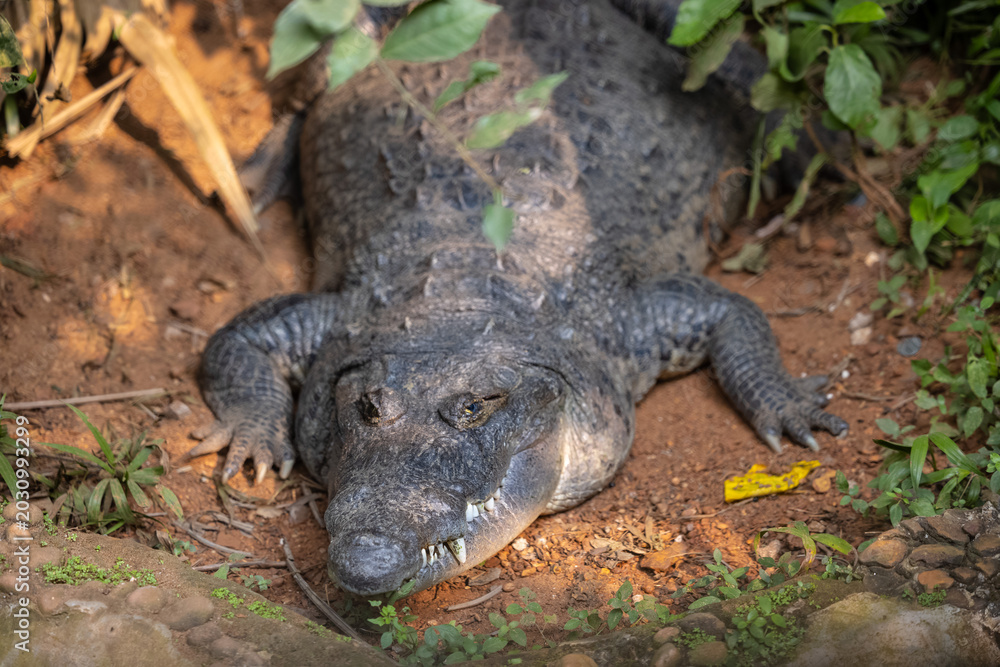 Obraz premium Crocodile (Crocodylidae) near water body at forest.