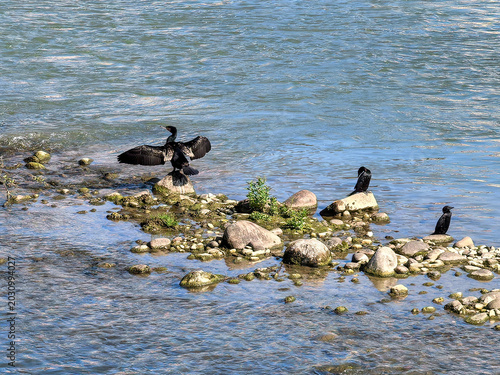 Fotografija cormorants perched on rocks in adige river