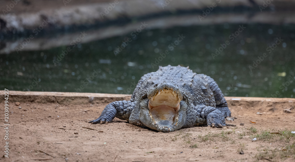 Obraz premium Crocodile (Crocodylidae) near water body at forest.