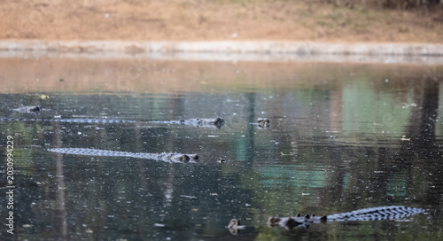 Crocodile (Crocodylidae) swimming at water body in  forest.