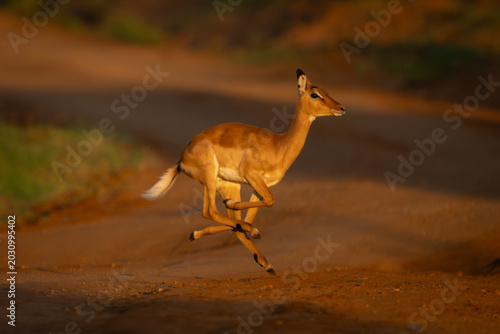 Cuadro en lienzo Female impala with catchlight galloping across track