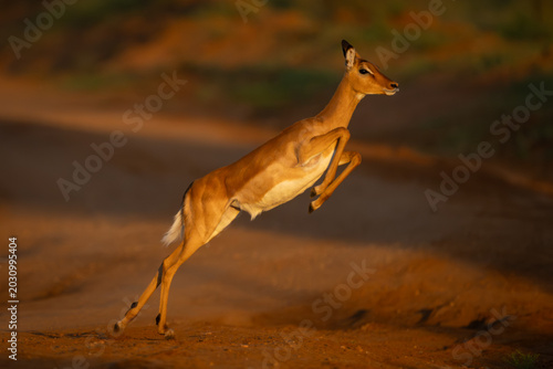 Photos Female impala with catchlight jumping across track