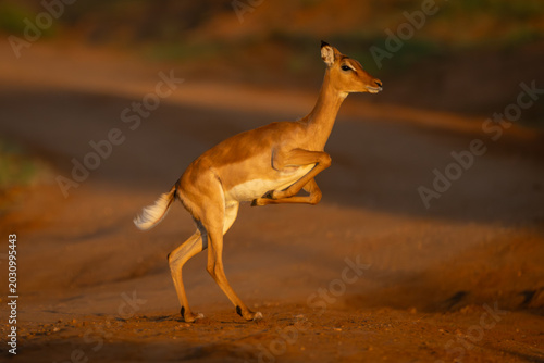 Foto Female impala with catchlight jumps across track