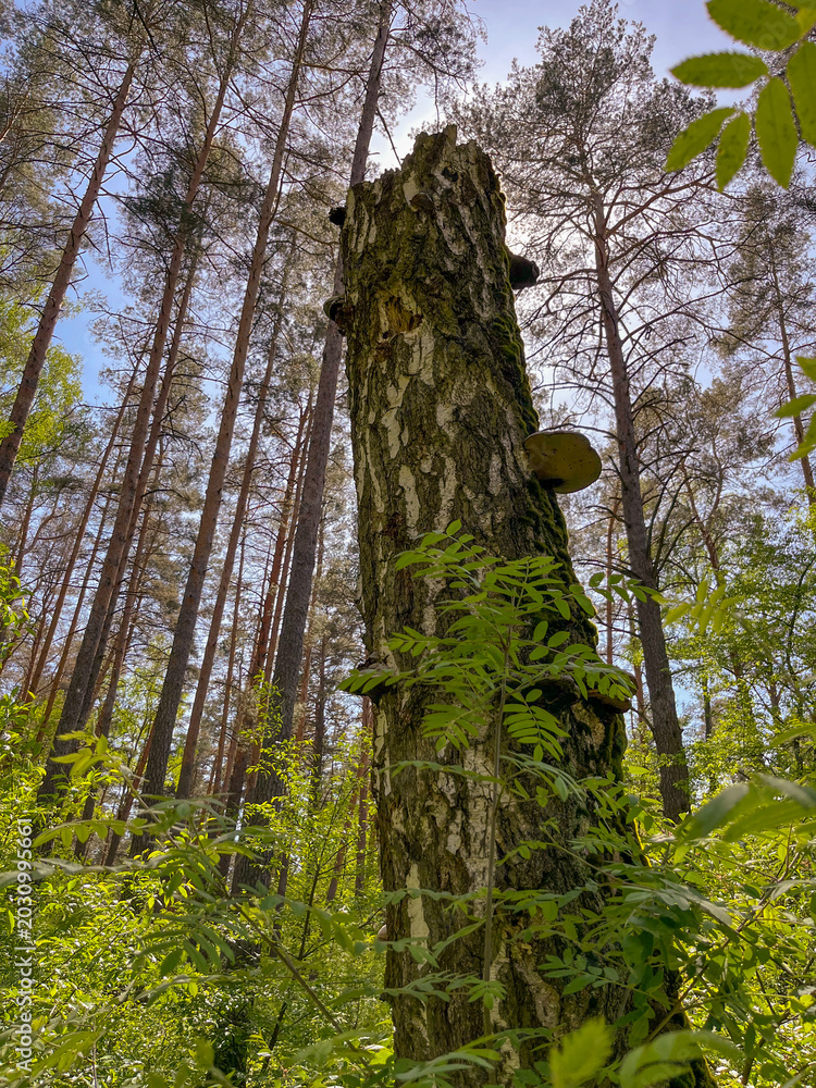 Fototapeta premium in the forest, on a dead birch tree, there are tinder fungi