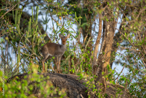 Photography Guenther dik-dik stands eyeing camera from rock