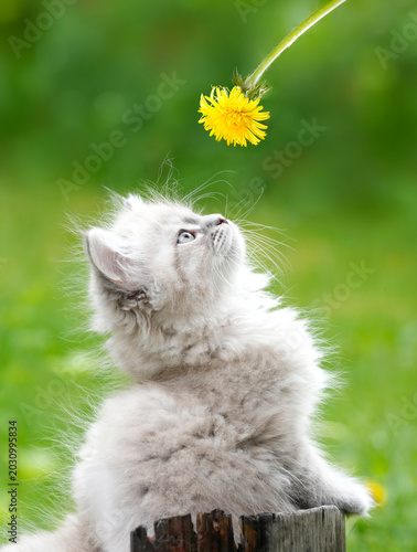 Siberian Kitten Blue Eyes Looking Up Yellow Dandelion Wood Stump — Adorable Fluffy Cat Wonder Curiosity Spring Nature Portrait Norway