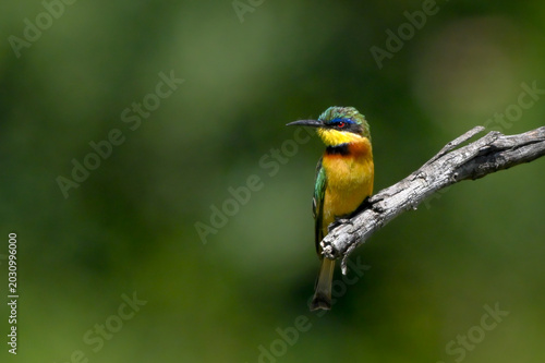 Photography Little bee-eater turns head on drooping branch