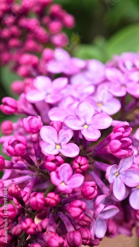 Close-up of vibrant lilac flowers in various shades of purple. The petals are delicate and clustered, showcasing the beauty of spring blooms.